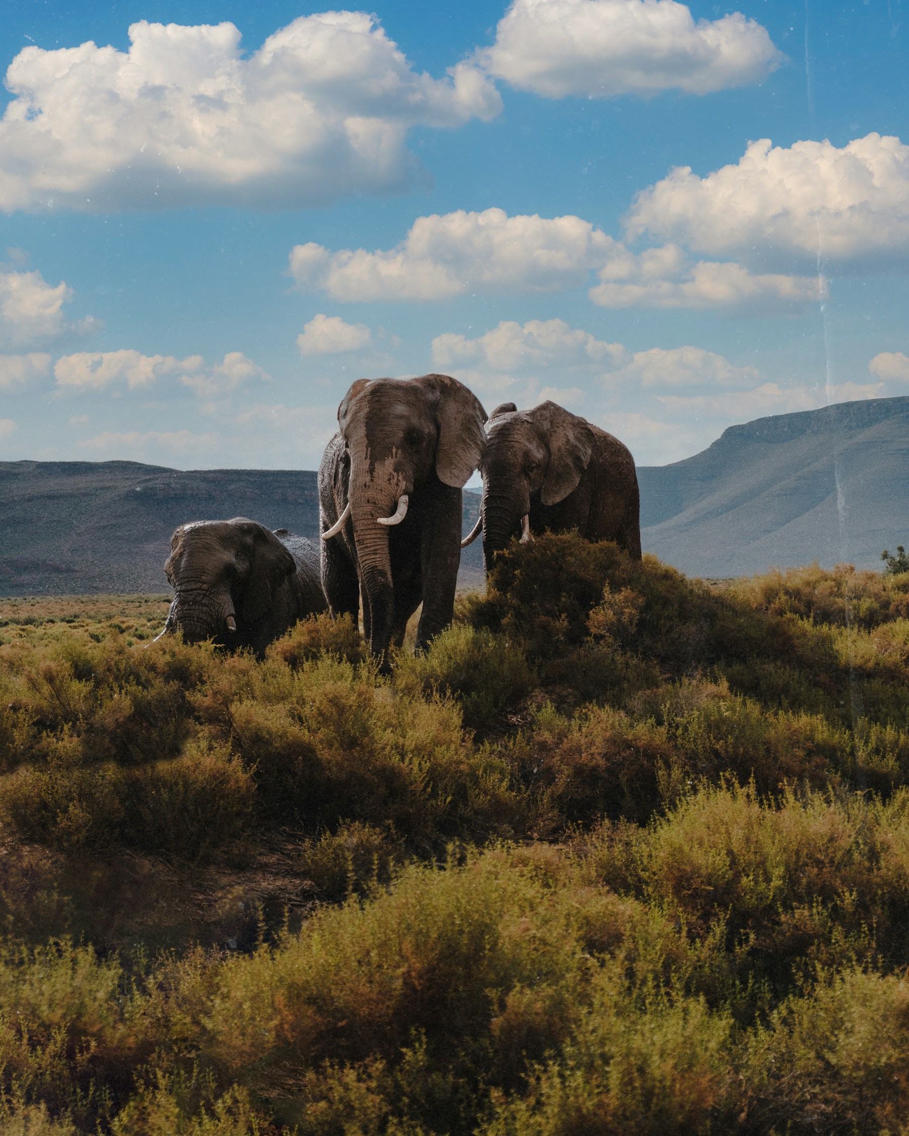 A family of elephants crossing the South African bush beneath blue skies