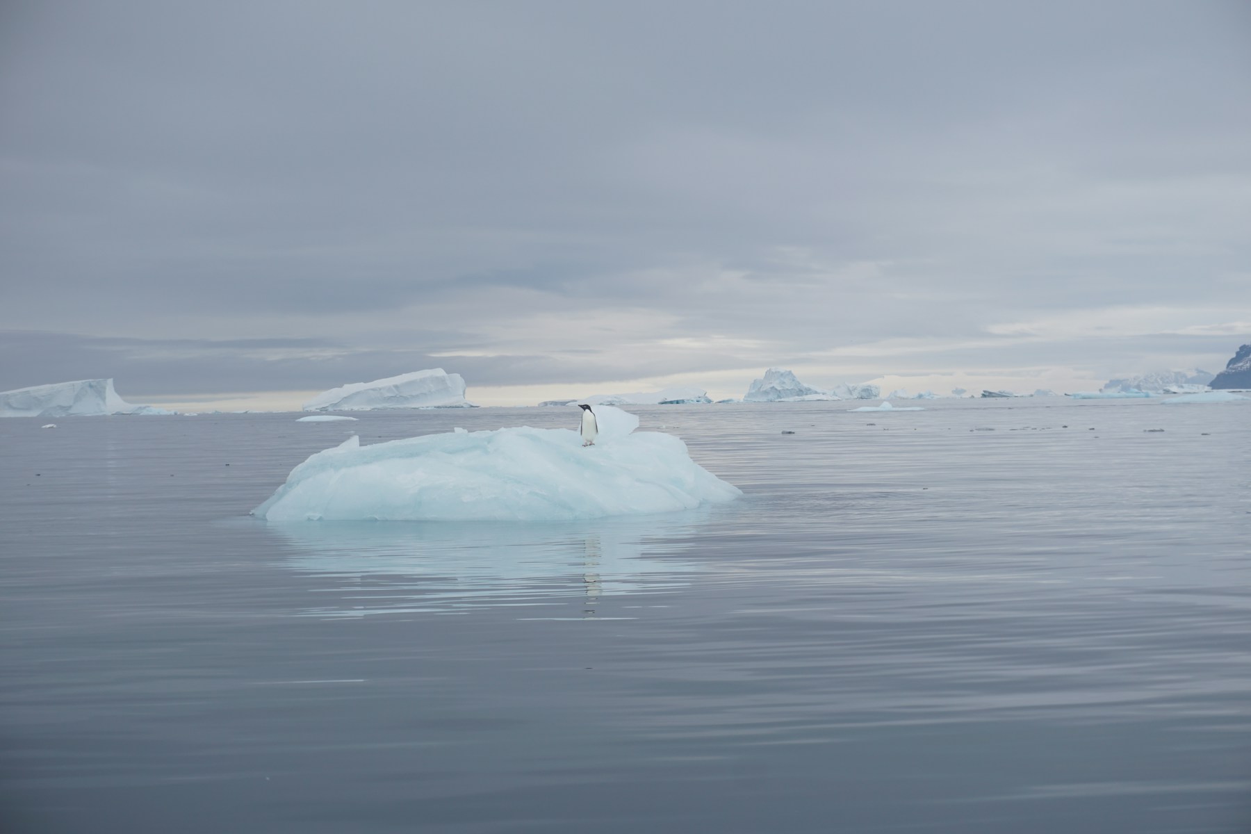 A lone penguin standing on an iceberg in the calm waters of Antarctica